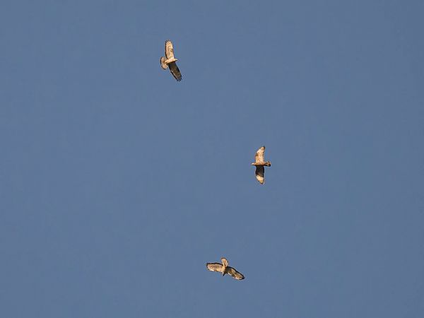Falco pecchiaiolo  - Dome Niko