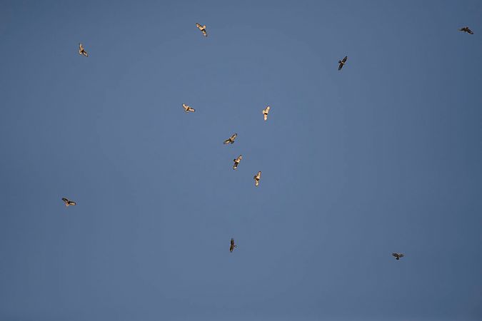 Falco pecchiaiolo  - Dome Niko
