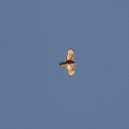 Falco pecchiaiolo  - Dome Niko