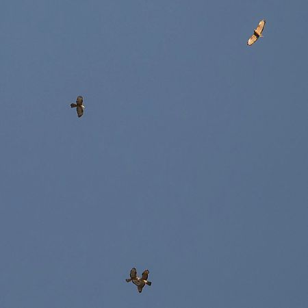 Falco pecchiaiolo  - Dome Niko