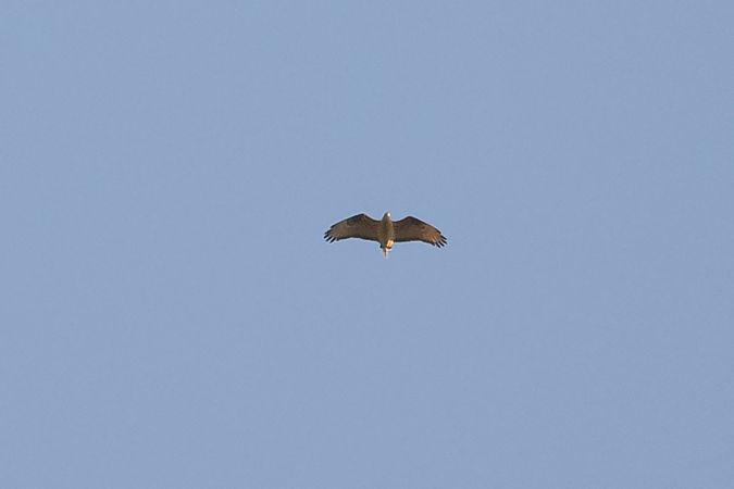 Falco pecchiaiolo  - Dome Niko