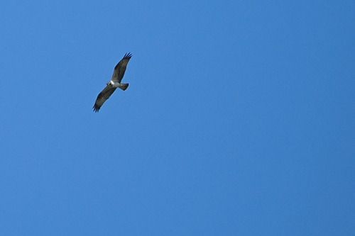 Falco pescatore  - Marco Esposito
