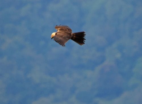 Falco di palude  - Marco Esposito