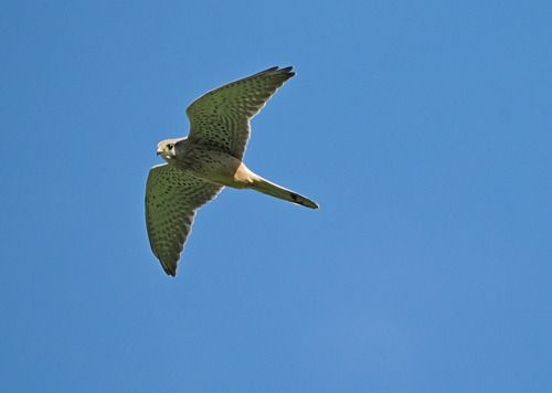 Turmfalke  - Marco Esposito