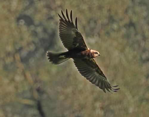 Falco di palude  - Marco Esposito