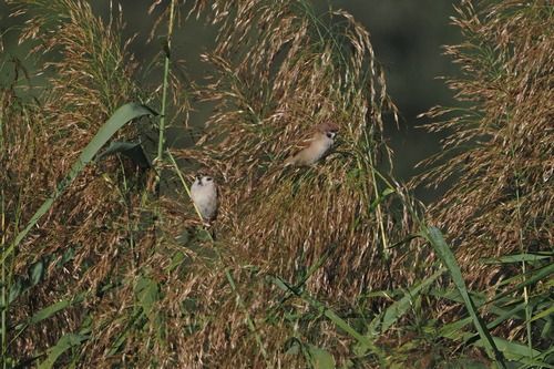 Moineau friquet  - Marco Esposito