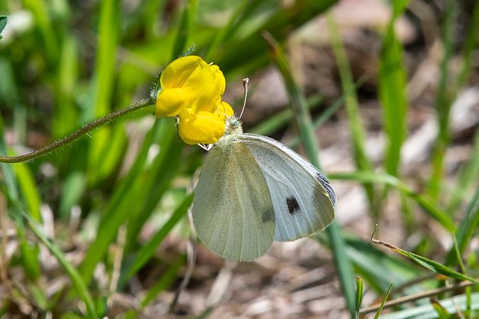 Pieris mannii  - Marie-Antoinette Bianco