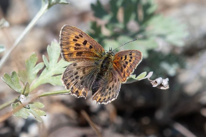 Lycaena virgaureae  - Marie-Antoinette Bianco