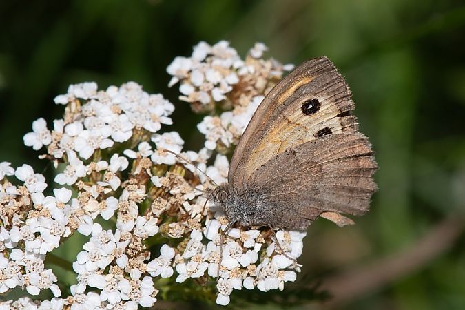 Hyponephele lycaon  - Marie-Antoinette Bianco