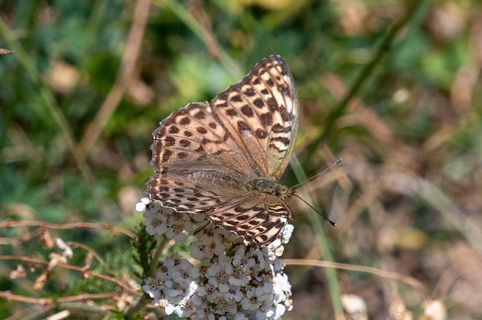 Argynnis paphia  - Marie-Antoinette Bianco