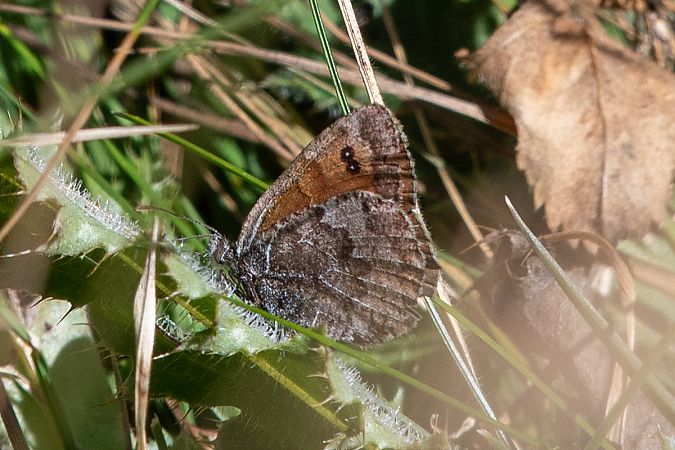 Erebia tyndarus  - Marie-Antoinette Bianco