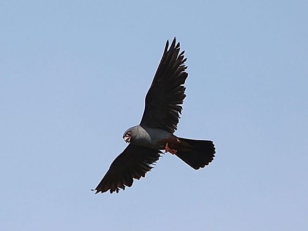 Falco cuculo  - Paolo Geromel