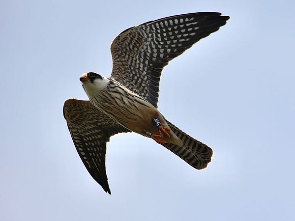 Falco cuculo  - Paolo Geromel