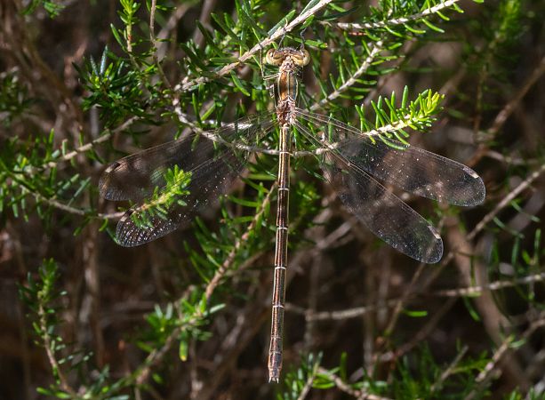 Lestes barbarus  - Paolo Zucca