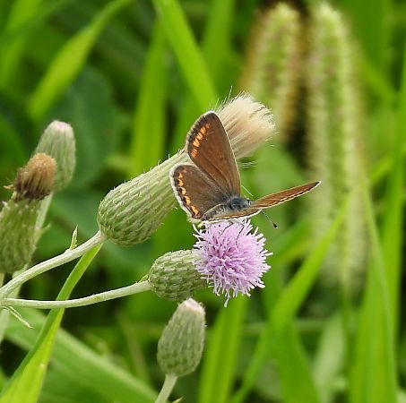 Polyommatus sp.  - Maria Paola Girardo