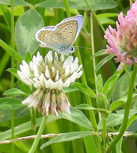 Polyommatus sp.  - Maria Paola Girardo