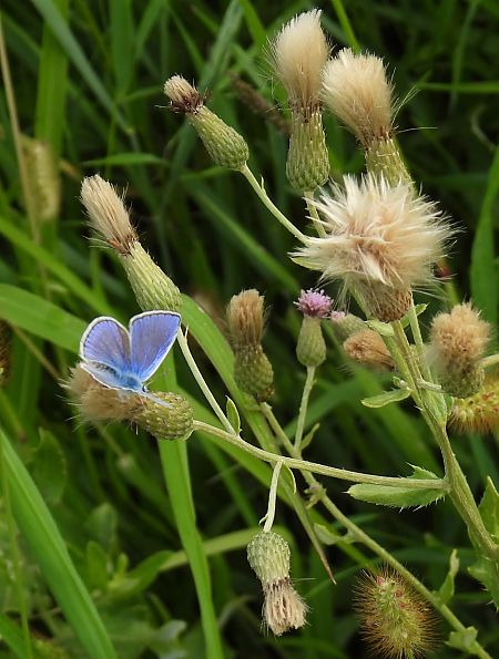 Polyommatus sp.  - Maria Paola Girardo