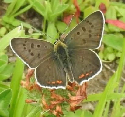 Lycaena tityrus  - Maria Paola Girardo