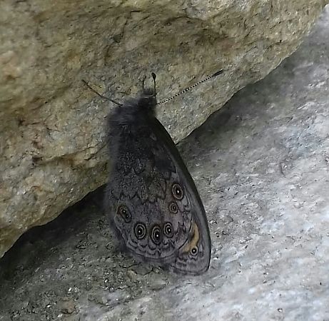 Lasiommata petropolitana  - Maria Paola Girardo