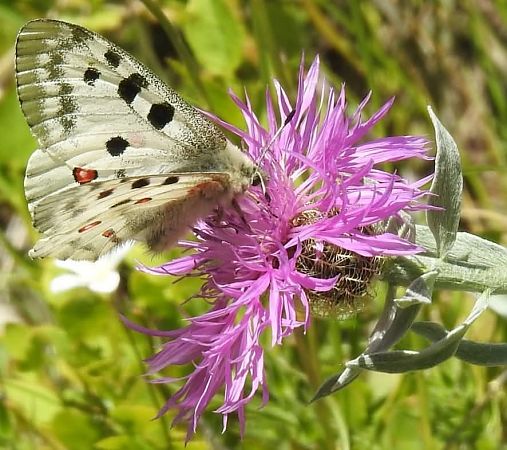 Parnassius apollo  - Maria Paola Girardo