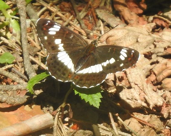 Limenitis camilla  - Maria Paola Girardo