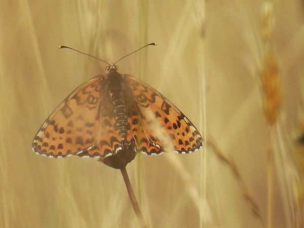 Melitaea didyma  - Maria Paola Girardo