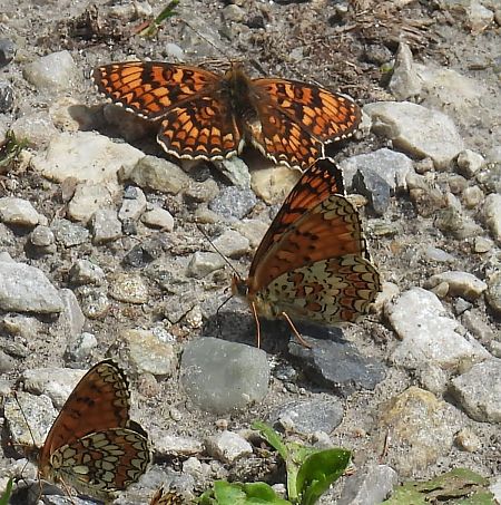 Melitaea phoebe  - Maria Paola Girardo