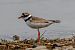 Corriere grosso (Charadrius hiaticula) © Giuseppe Colombo