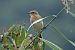 Stiaccino (Saxicola rubetra) © Giuseppe Colombo