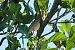 Prispolone (Anthus trivialis) © Giuseppe Colombo