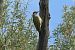Picchio verde (Picus viridis) © Giuseppe Colombo