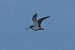 Beccaccino (Gallinago gallinago) © Giuseppe Colombo
