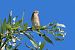 Stiaccino (Saxicola rubetra) © Giuseppe Colombo