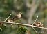 Trauerschnäpper (Ficedula hypoleuca) © Mario Maino