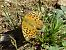 Argynnis paphia © Daniele Capello