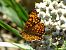 Melitaea celadussa  - Daniele Capello