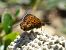 Melitaea celadussa © Daniele Capello