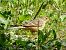 Ortolano (Emberiza hortulana) © Daniele Capello