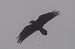 Corvo imperiale (Corvus corax) © Andrea Mosele