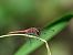 Sympétrum sanguin (Sympetrum sanguineum) © Giulio Piras