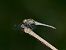 Sympétrum strié (Sympetrum striolatum) © Giulio Piras