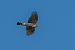 Sparviere (Accipiter nisus) © Flavio Felici