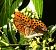 Argynnis paphia © Patrizio Gigli