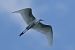 Garzetta (Egretta garzetta) © Autore sconosciuto