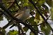 Balia nera (Ficedula hypoleuca) © Autore sconosciuto