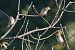 Prispolone (Anthus trivialis) © Autore sconosciuto