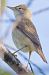 Cannaiola verdognola / comune (Acrocephalus palustris / scirpaceus) © Autore sconosciuto