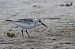 Piovanello tridattilo (Calidris alba) © Autore sconosciuto