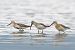 Piovanello comune (Calidris ferruginea) © Autore sconosciuto