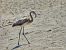 Fenicottero (Phoenicopterus roseus) © Nicola Romeo Arena